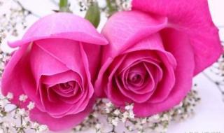 40朵玫瑰花语 40朵玫瑰花语