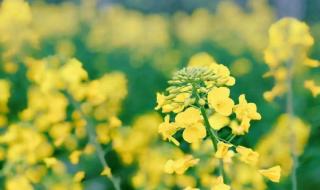 三圣乡花卉市场 三圣乡花卉市场